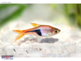 1239418291 HARLEQUIN RASBORA NARLIDERE AKVARYUM PETSHOPTAN