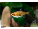 1239418515 EMBER TETRA NARLIDERE AKVARYUM PETSHOPTAN