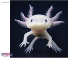 1239546885 AXOLOTH BEYAZ PEMBE 11-13 CM NARLIDERE AKVARYUM PETSHOPTAN