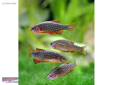 1239547989 GALAXY RASBORA NARLIDERE AKVARYUM PETSHOPTAN