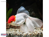 1239548369 İTHAL RED CAP ORANDA 15 CM CMNARLIDERE AKVARYUM PETSHOPTAN