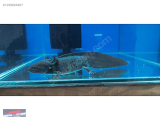 1239826367 SİYAH AXOLOTH 25 CM NARLIDERE AKVARYUM PETSHOPTAN