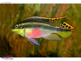 1239898600 KRİBENSİS Pelvicachromis pulcher NARLIDERE AKVARYUM PETSHOPTAN