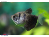 1240306842 BLACK TETRA NARLIDERE AKVARYUM PETSHOPTAN