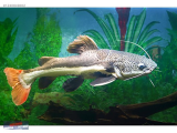1240849002 RED TAİL CATFİSH 10-11 CM NARLIDERE AKVARYUM PETSHOPTAN