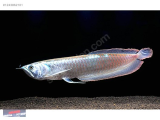 1243862101 SİLVER AROWANA NARLIDERE AKVARYUM PETSHOPTAN