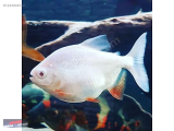 1244049122 PACU ALBİNO PİRANA 12 CM NARLIDERE AKVARYUM PETSHOPTAN