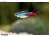 1244612154 NEON TETRA L NARLIDERE AKVARYUM PETSHOPTAN