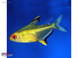 1244618524 LİMON TETRA NARLIDERE AKVARYUM PETSHOPTAN