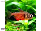 1244619338 RED FLAME TETRA NARLIDERE AKVARYUM PETSHOPTAN
