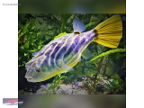 1244628094 FAHAKA AMAZON PUFFER 3-4 CM NARLIDERE AKVARYUM PETSHOPTAN
