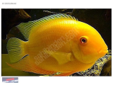 1250528648 GOLD SEVERUM 8-9 CM NARLIDERE AKVARYUM PETSHOPTAN