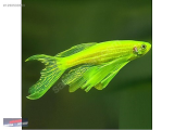 1250533559 Danio Zebra (Electric Green Neon) NARLIDERE AKVARYUM PETSHOPTAN