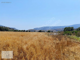 1251552011 MİLAS DİBEKDERE KÖYÜNDE ASFALTA CEPHE SATILIK TARLA