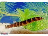 1257882496 KUHLİ LOACH 5-6 CM NARLIDERE AKVARYUM PETSHOPTAN