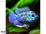 1263100098 ELEKTRİK BLUE JACK DEMPSEY 3-4 CM NARLIDERE AKVARYUM PETSHOPTAN