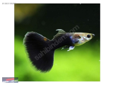 1263106286 HALF BLACK LEPİSTES NARLIDERE AKVARYUM PETSHOPTAN