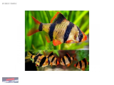 1263118454 TİGER TETRAZON NARLIDERE AKVARYUM PETSHOPTAN