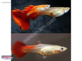 1269323901 BLOND RED LEPİSTES NARLIDERE AKVARYUM PETSHOPTAN