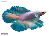 1269367332 DOUBLE TAİL(ÇİFT KUYRUK) ERKEK BETTA NARLIDERE AKVARYUM PETSHOP