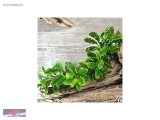 1275082030 BUCEPHALANDRA CANLI BİTKİ