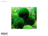 1275088114 MOSS BALL MİSKET YOSUN
