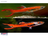 1276183860 RED ENDLER LEPİSTES NARLIDERE AKVARYUM PETSHOPTAN