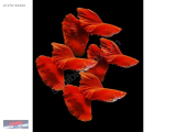 1276184808 FULL RED LEPİSTES ÇİFT NARLIDERE AKVARYUM PETSHOPTAN