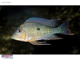 1277225041 GEOPHAGUS SURİNAMENSİS 5 CM NARLIDERE AKVARYUM PETSHOPTAN