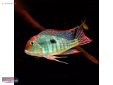 1278529785 GEOPHAGUS RED HEAD TAPAJOS 4-5 CM NARLIDERE AKVARYUM PETSHOPTAN